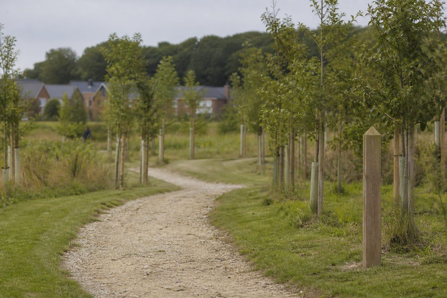 New public greenspace and native tree planting on a Dorset development site