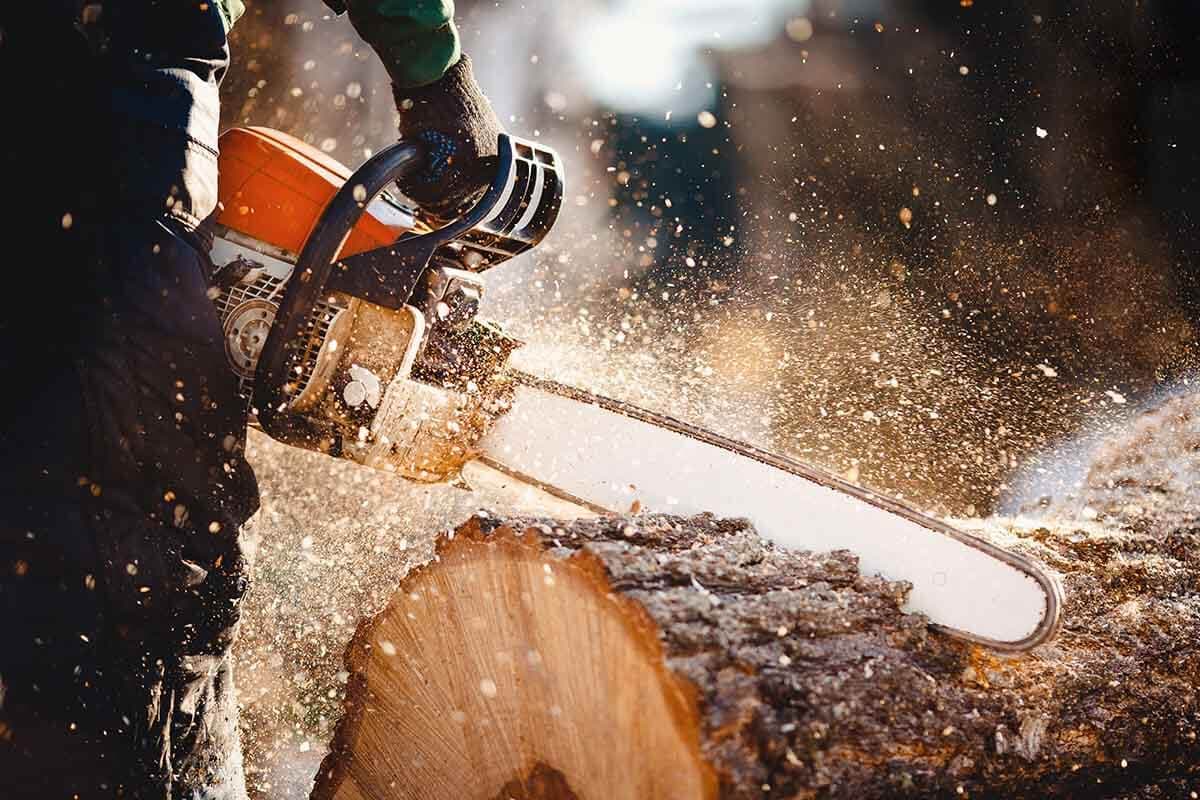 Heartwood tree surgeon working in the crown of a mature tree in Dorset